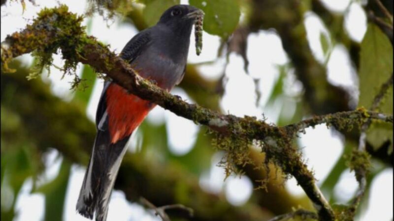 Pesquisadores produzem e-book sobre aves dos Campos Gerais