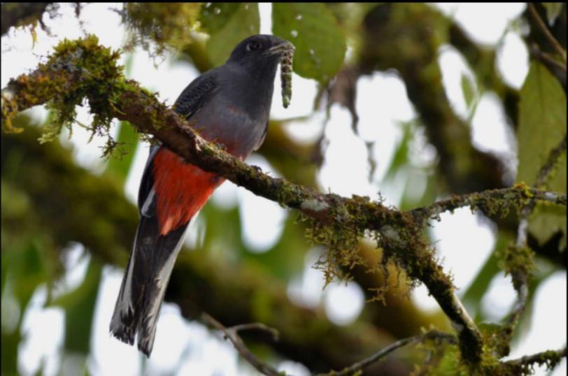 Pesquisadores produzem e-book sobre aves dos Campos Gerais