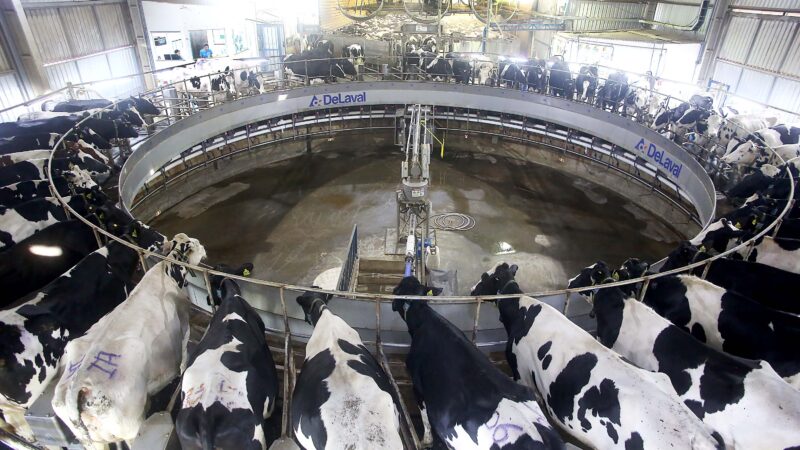 Preço do leite já subiu 51% neste ano, aponta estudo
