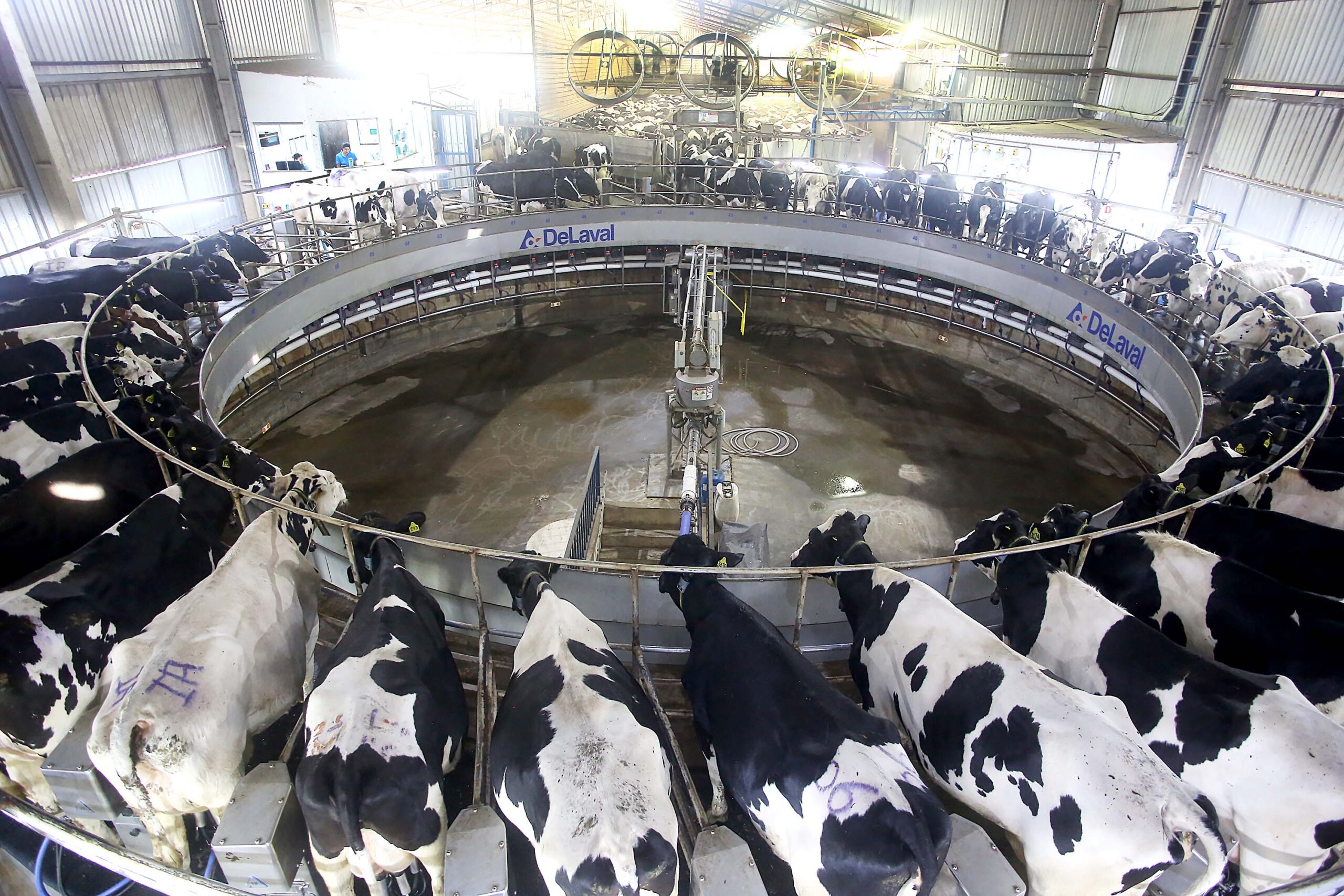 Preço do leite já subiu 51% neste ano, aponta estudo