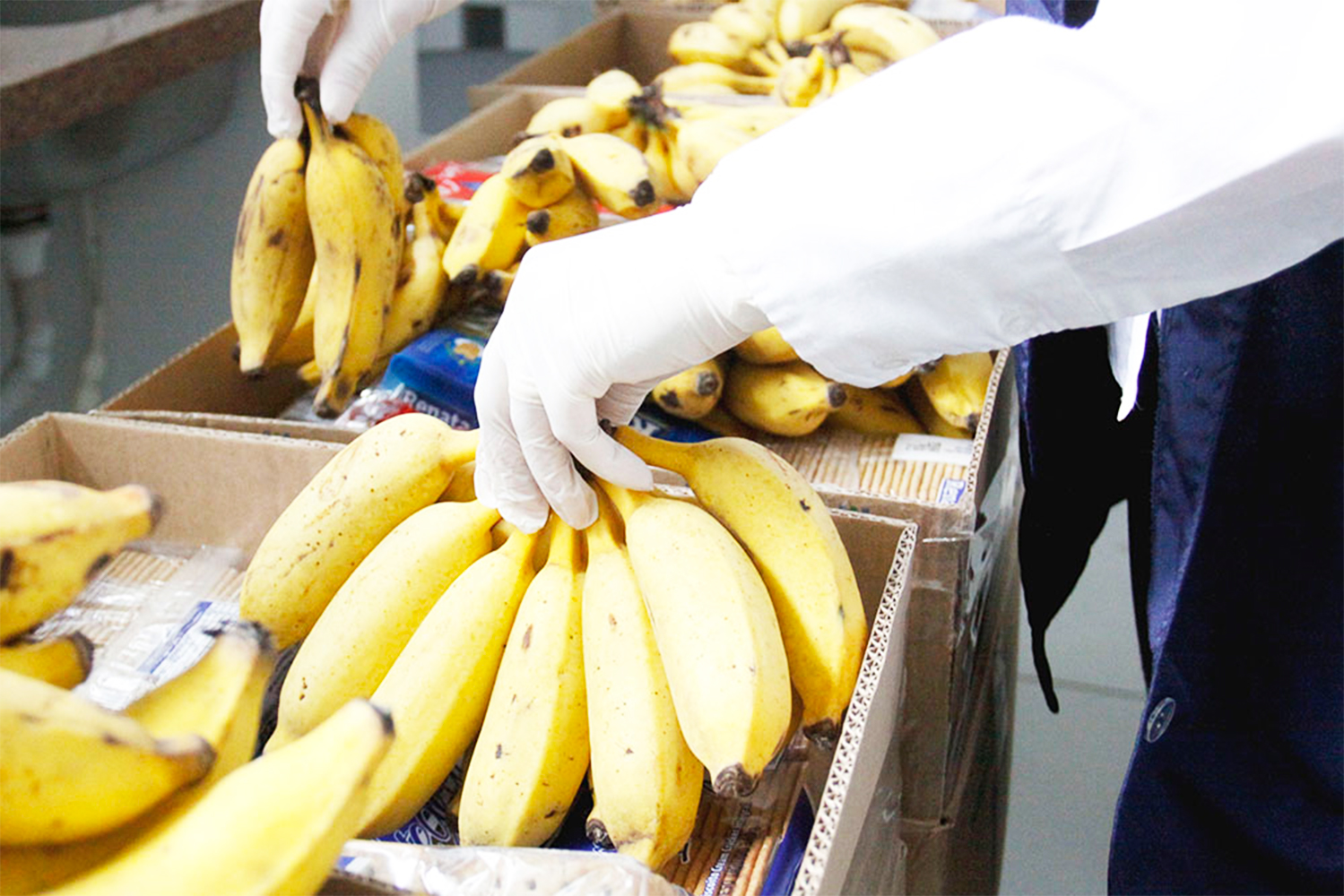 Preço de banana sobe 29% em Ponta Grossa e cesta básica passa a custar R$639