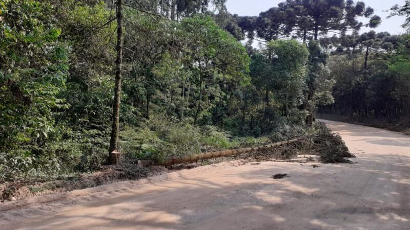 Vândalos derrubam árvores e provocam acidente em Carambeí