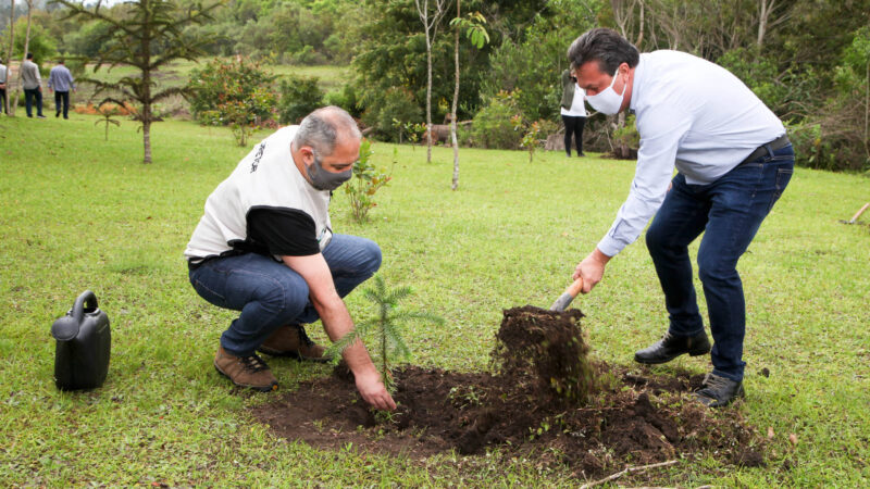 Estado reforça o reflorestamento com plantio de 46 mil mudas de araucária