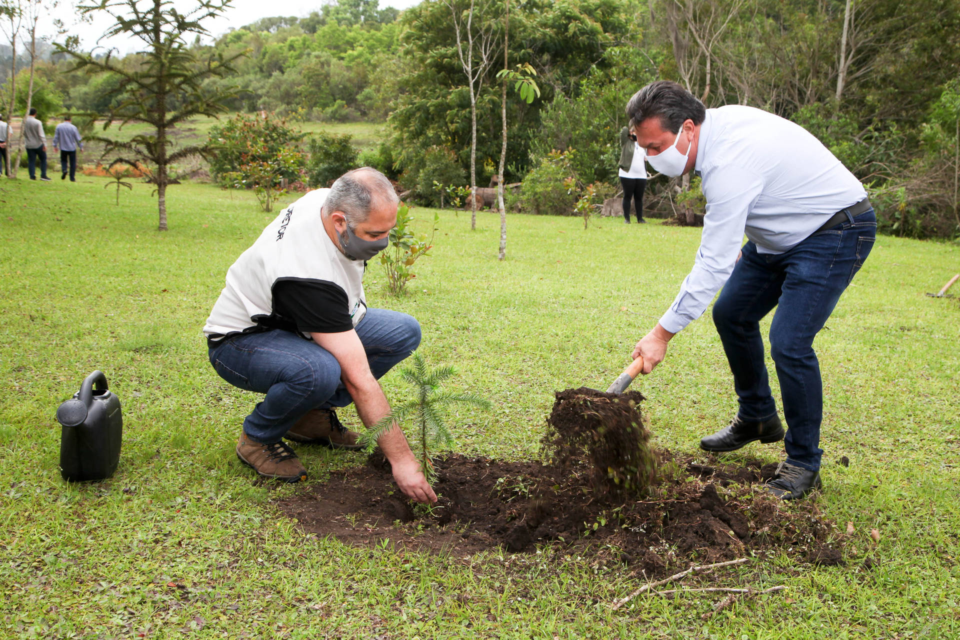 Estado reforça o reflorestamento com plantio de 46 mil mudas de araucária