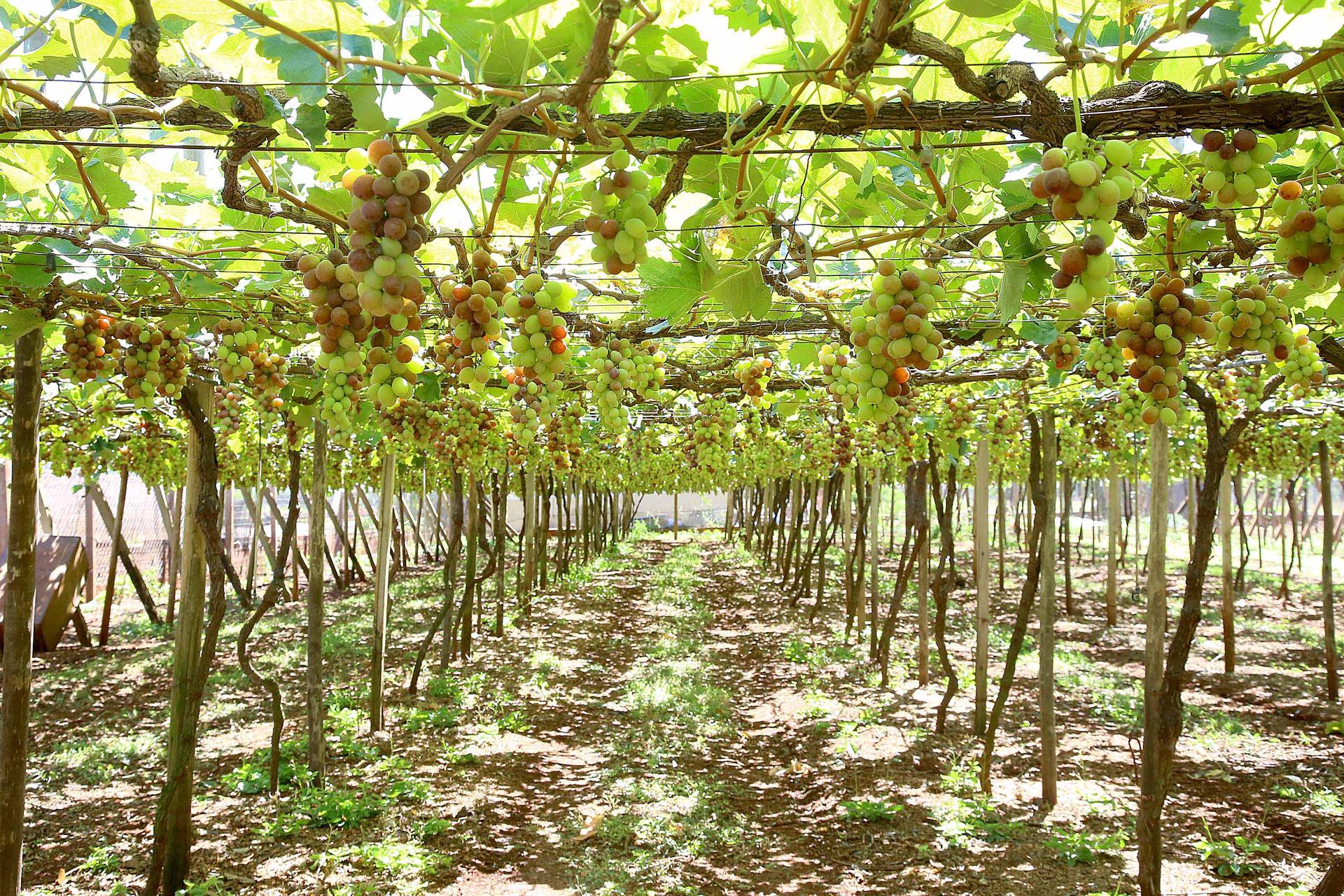 Programa fortalece a produção de uvas e derivados no Paraná