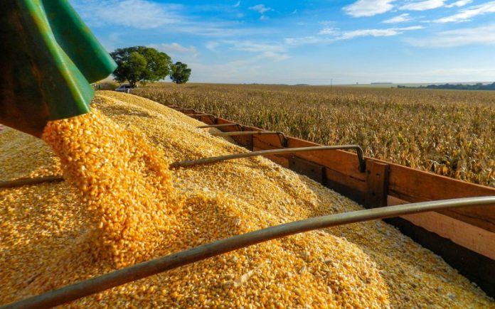 Tibagi segue entre os 100 maiores produtores agrícolas do Brasil