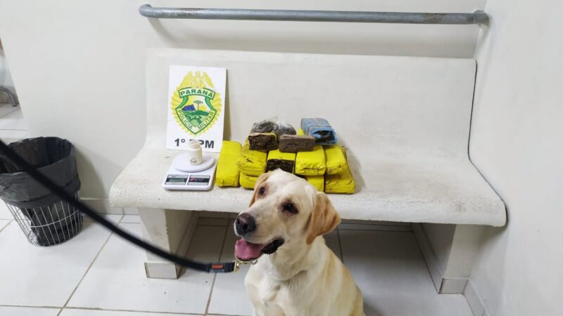 PM e equipe do K-9 fazem apreensão de 8,3 kg de drogas em Ponta Grossa