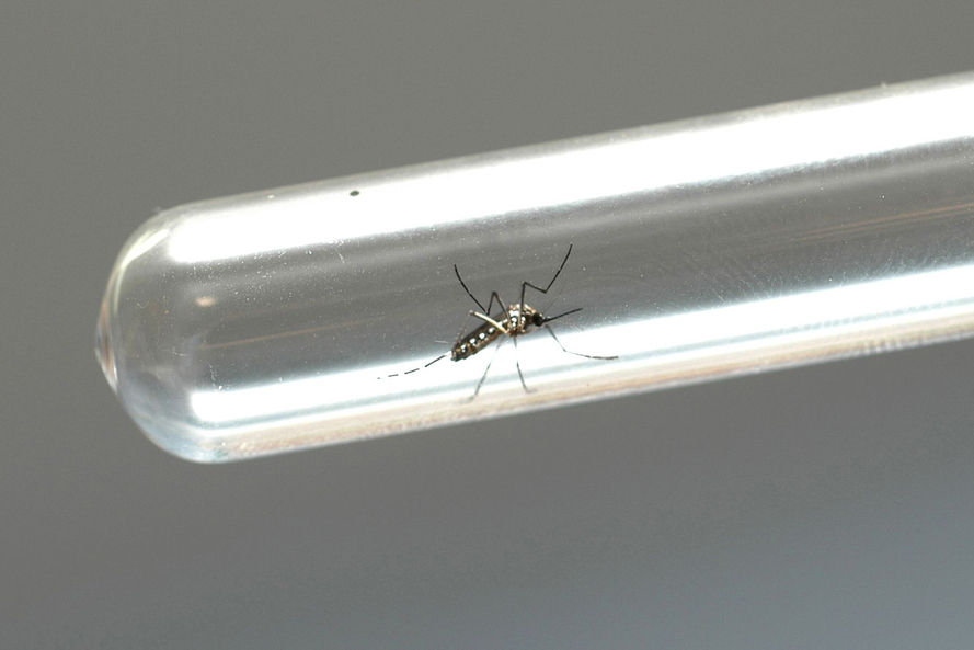 Saúde do Paraná emite primeira nota orientativa sobre a dengue