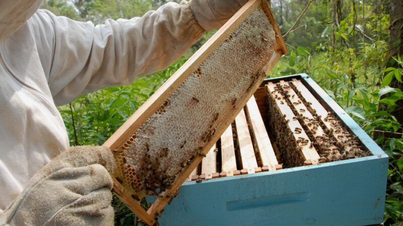 Paraná lidera produção de mel com crescimento de 14,6%