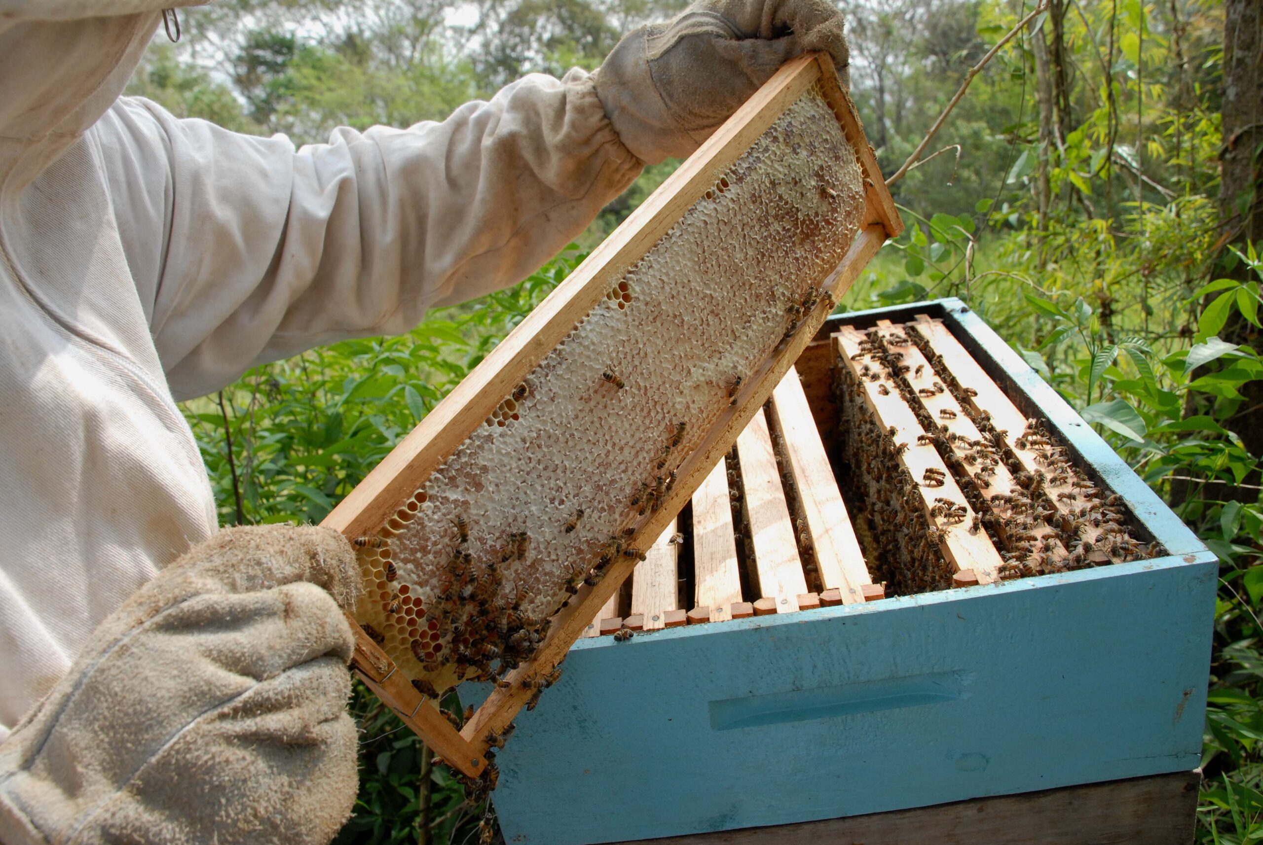 Paraná lidera produção de mel com crescimento de 14,6%
