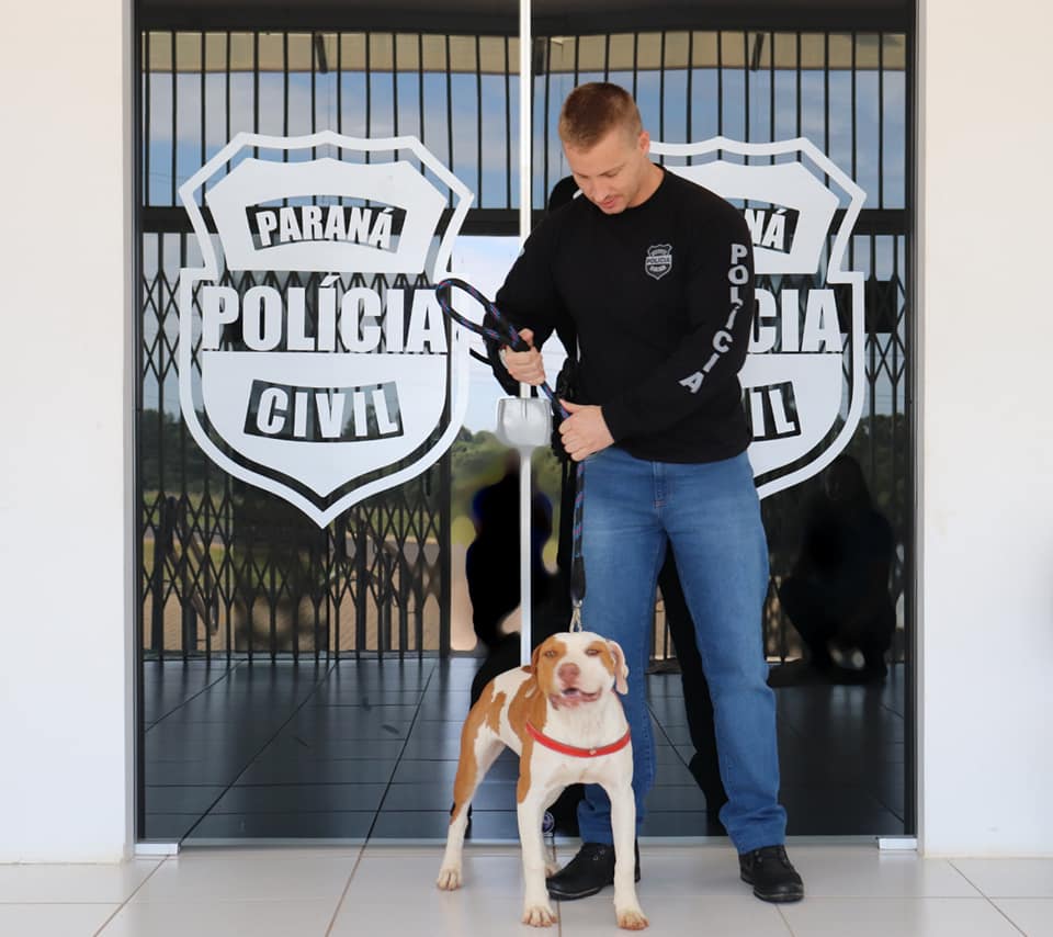 Pitbull é encontrada pela Polícia Civil de Castro