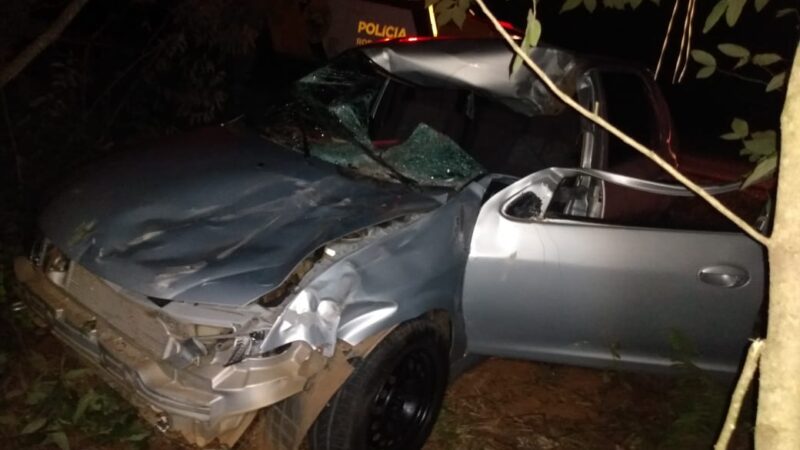 Motorista atropela animal em Tibagi