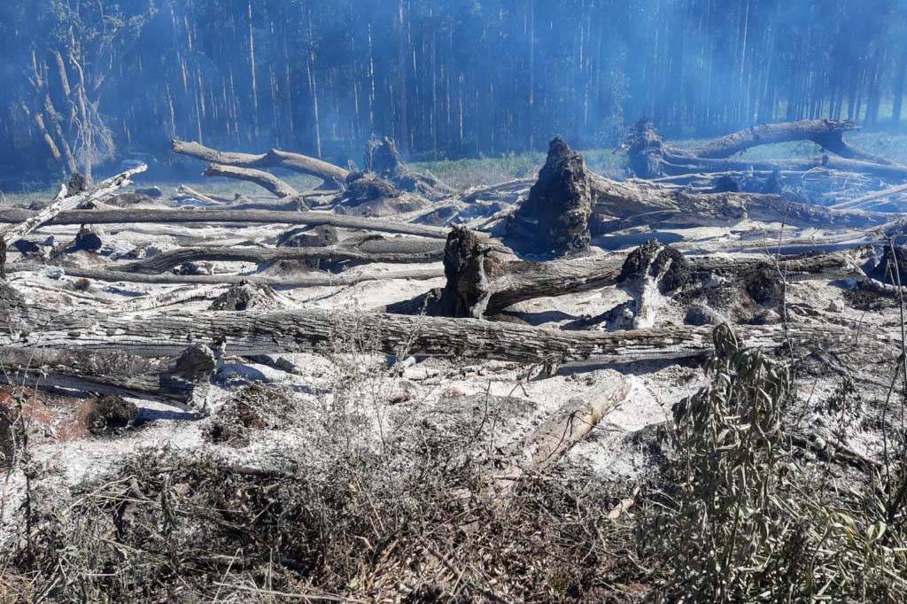 Operações contra o desmatamento geram R$ 5,2 milhões em multas