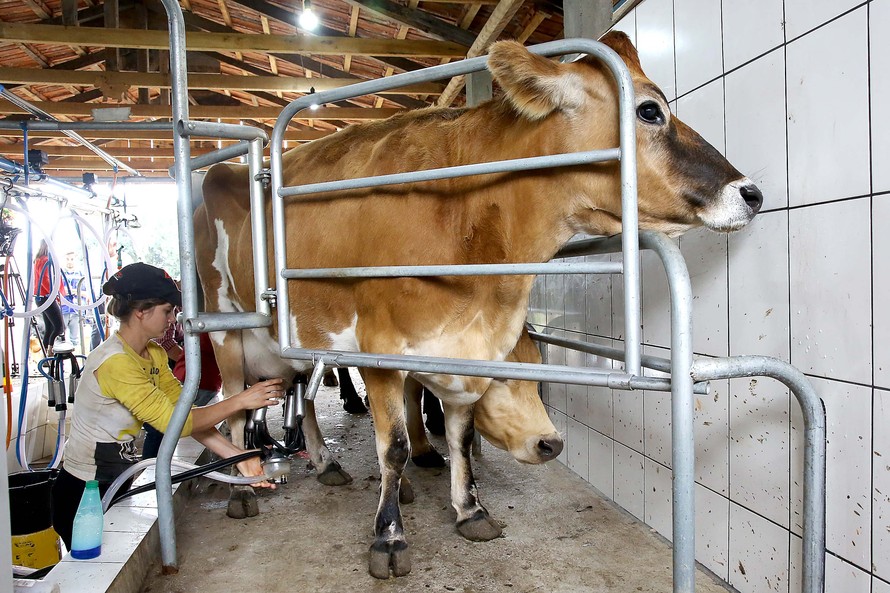 Preço do leite e derivados em queda é analisado em Boletim Agropecuário
