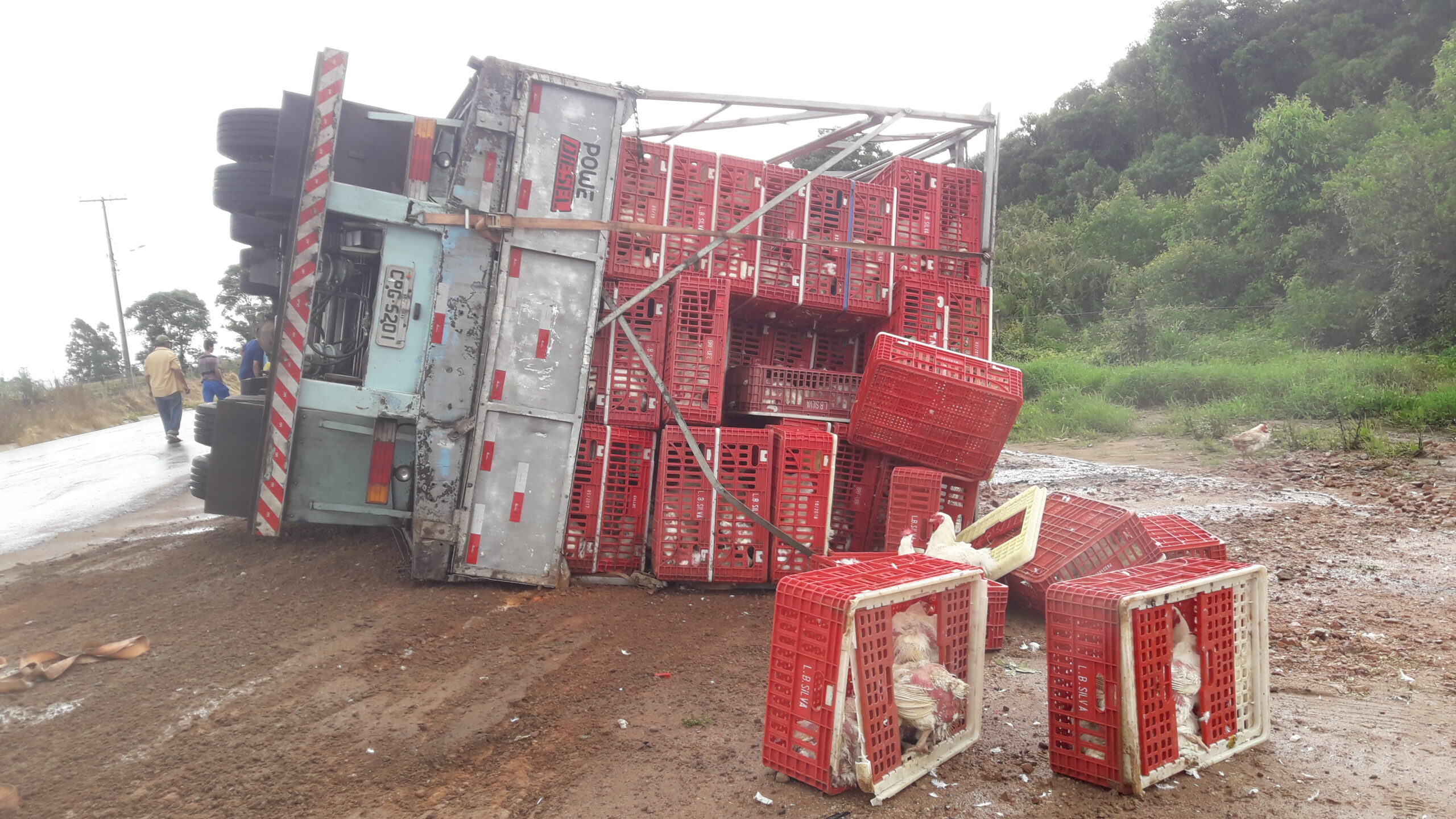 Caminhão carregado com frangos tomba em Carambeí