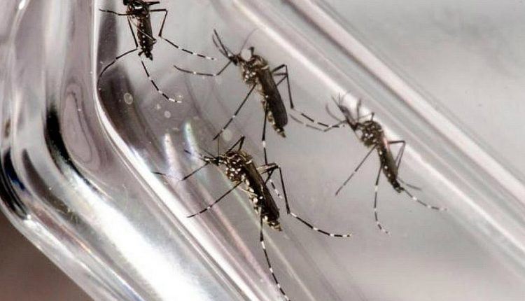 Paraná chega a 385 casos de dengue no novo período sazonal