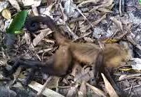 Mais três macacos morrem com febre amarela no Paraná