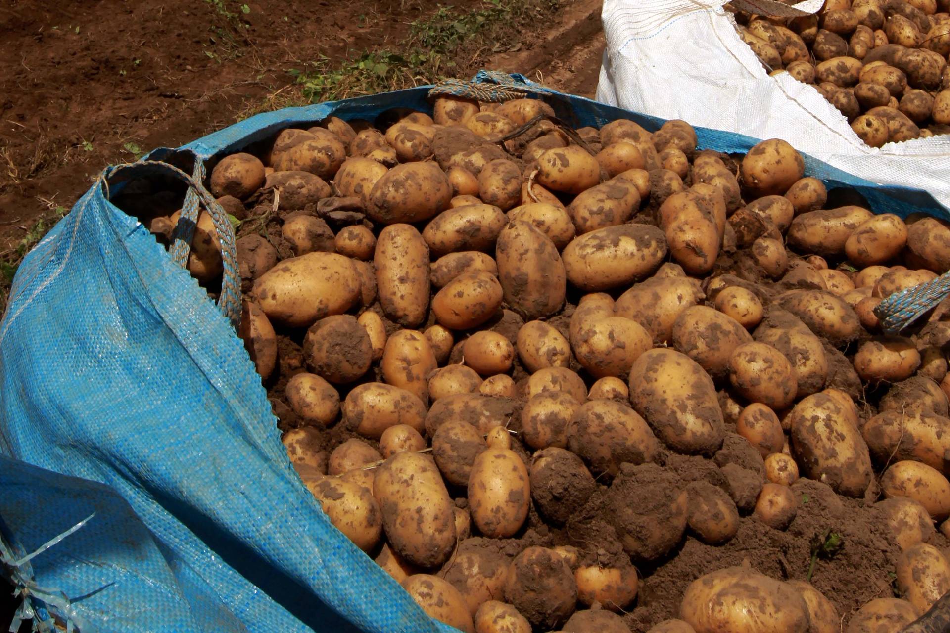 Boletim agropecuário destaca colheita e comércio de batata