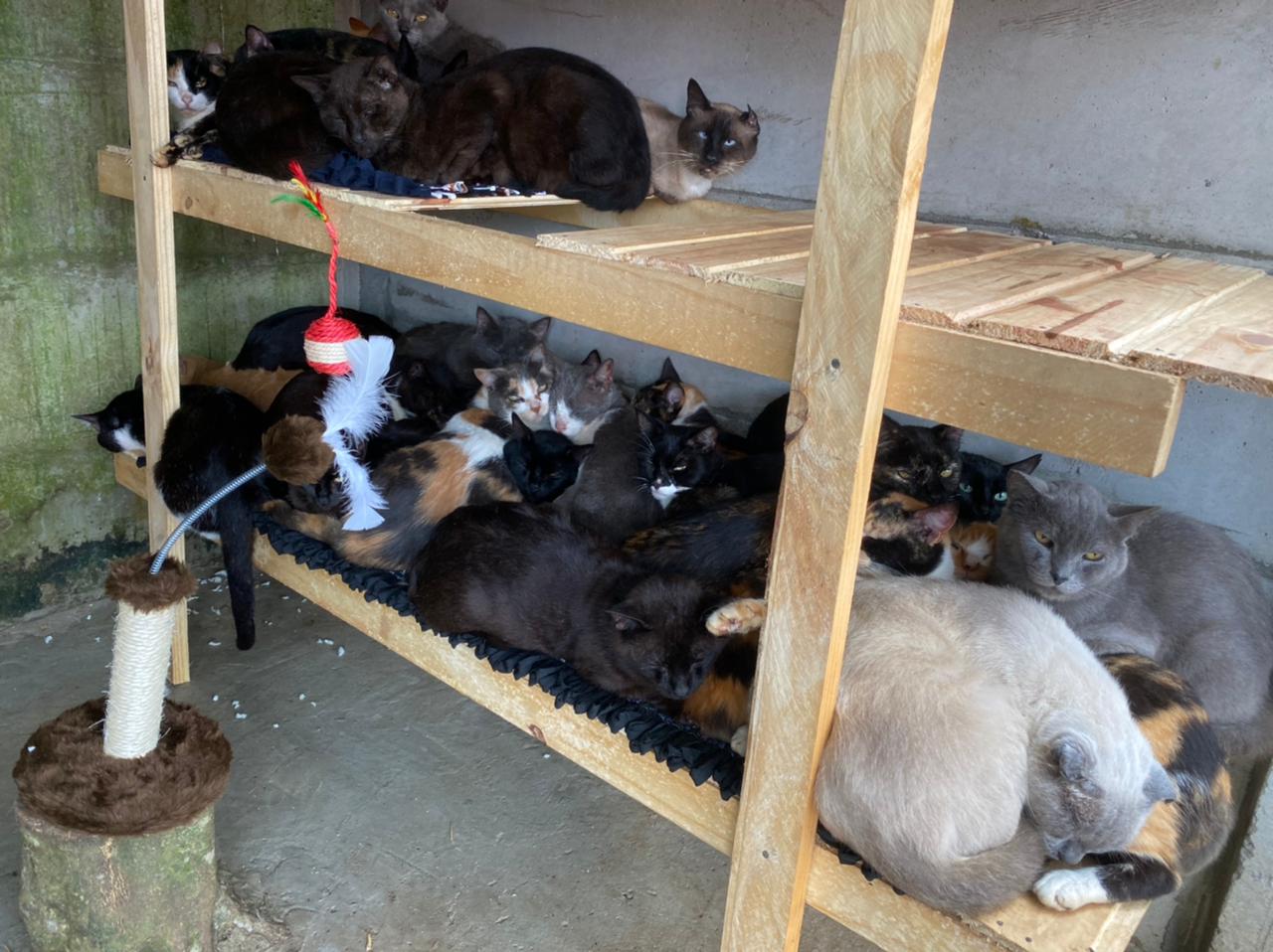 Polícia Civil de Ponta Grossa cumpre mandado e apreende 90 felinos