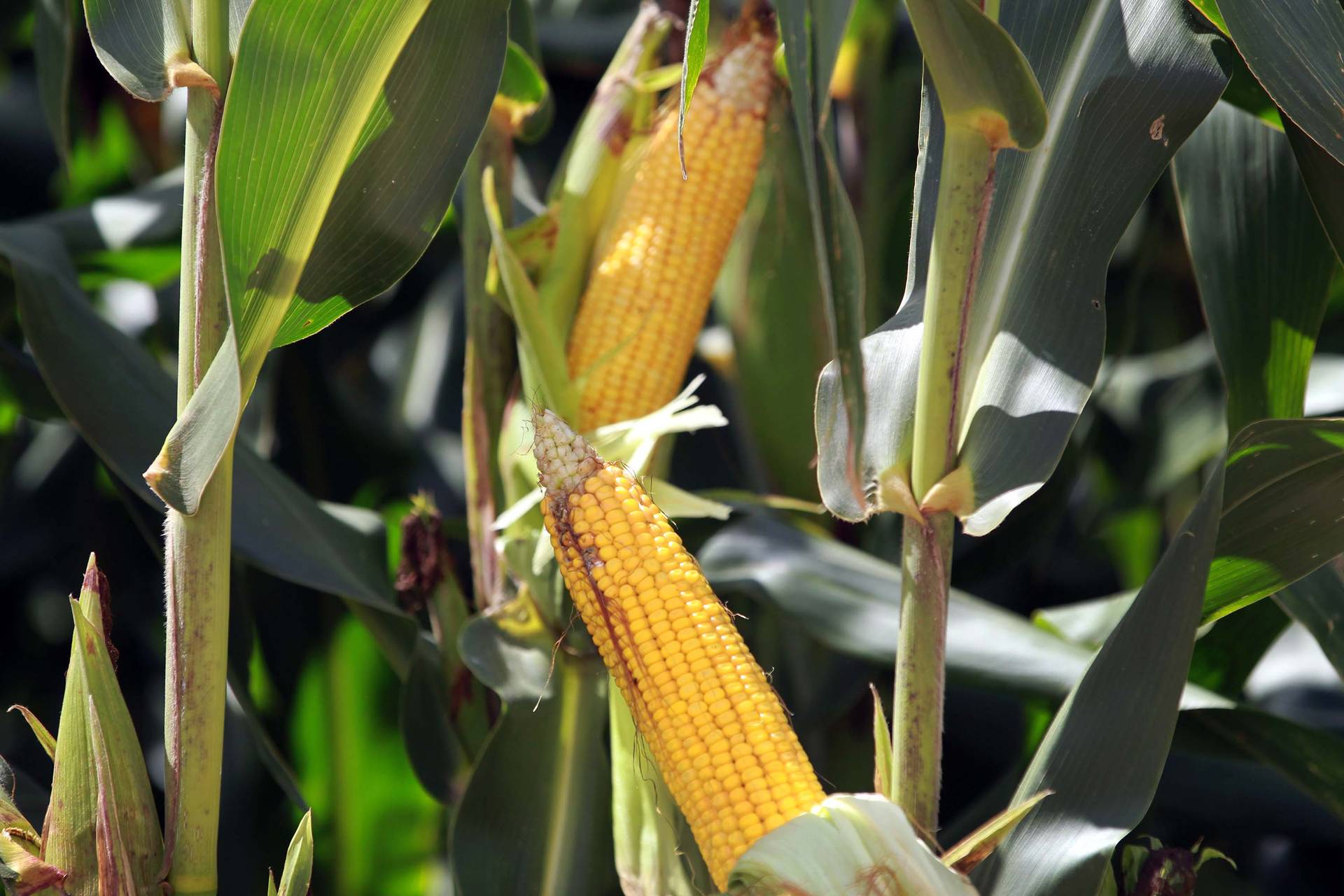 Boletim agropecuário destaca avanço na colheita do milho