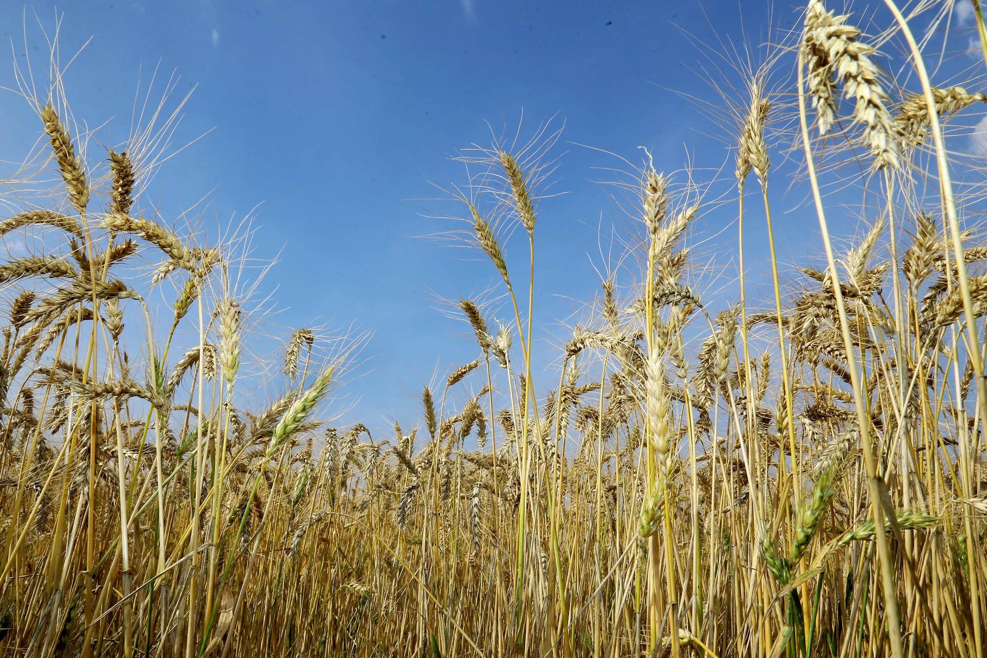 Agricultura incentiva uso de áreas para cultivo de trigo no inverno