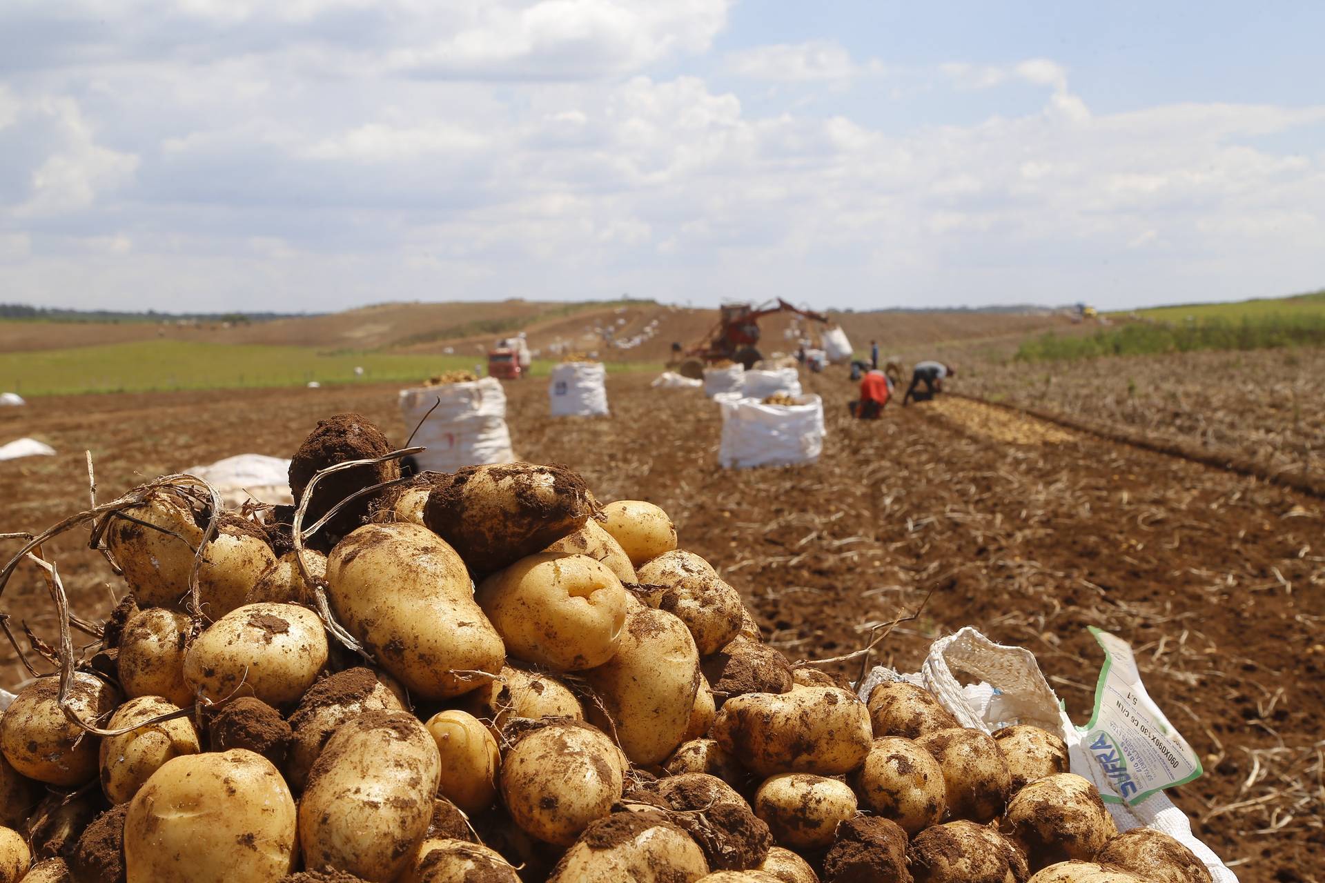 Segundo maior produtor, Paraná responde por um quinto da batata do País