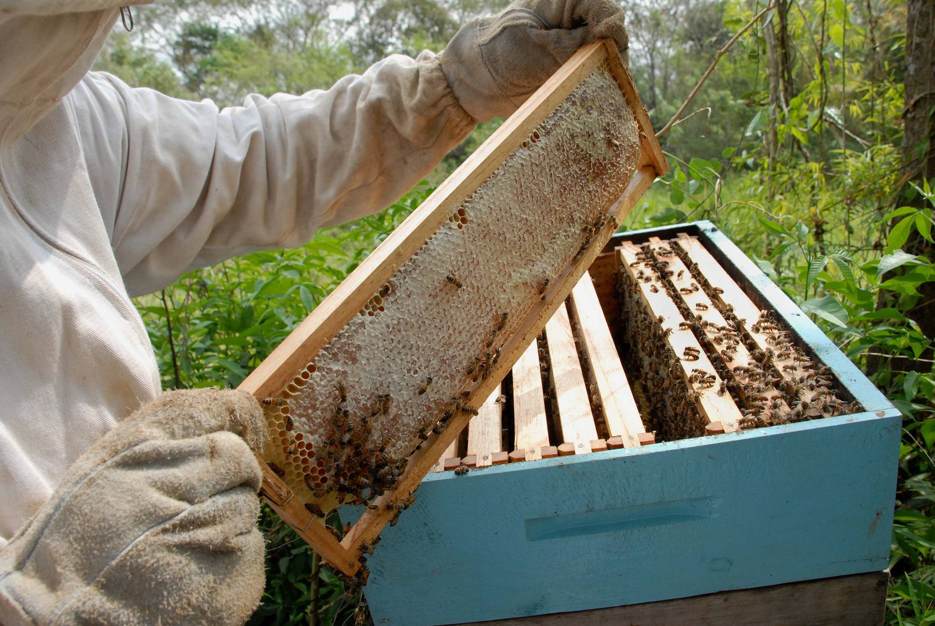 Paraná inicia 2021 como segundo maior exportador de mel in natura