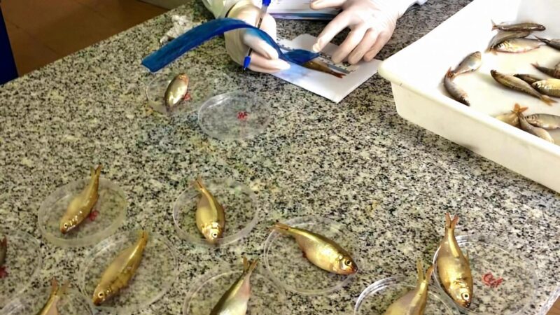 Pesquisadores da UEPG encontram agrotóxicos banidos em peixes do Alagados