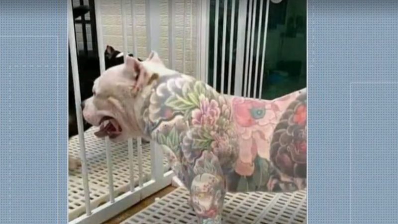 Projeto de lei proíbe tatuagens e piercings em animais de estimação