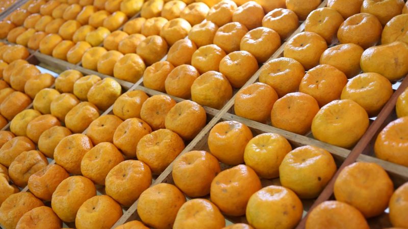 Terceiro maior produtor nacional, Paraná começa colheita da tangerina