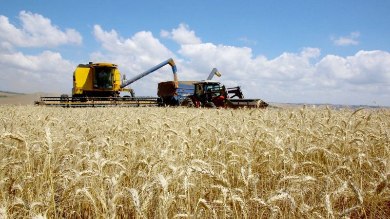Ritmo do plantio de trigo ainda é lento, mas a expectativa é de produtividade recorde