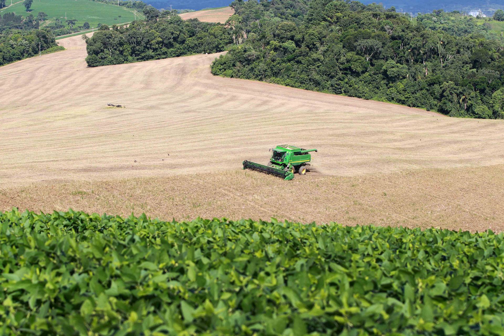 Boletim Agropecuário destaca início da colheita do feijão no Paraná