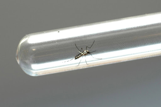 Paraná registra 1.407 novos casos e mais um óbito por dengue