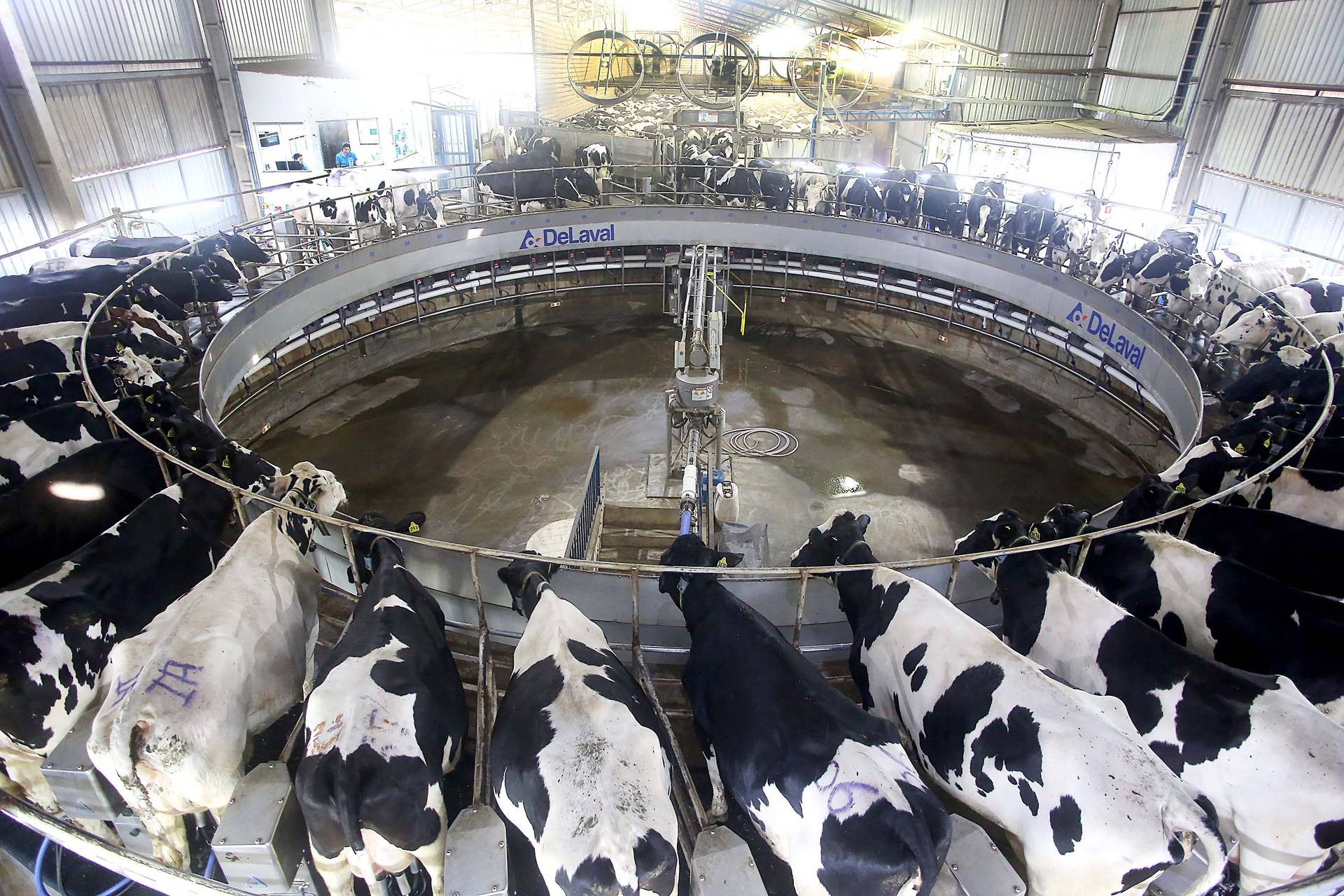 Condições climáticas reduzem produção de leite no Paraná; na região de Castro há relatos de perda de menos de 5%