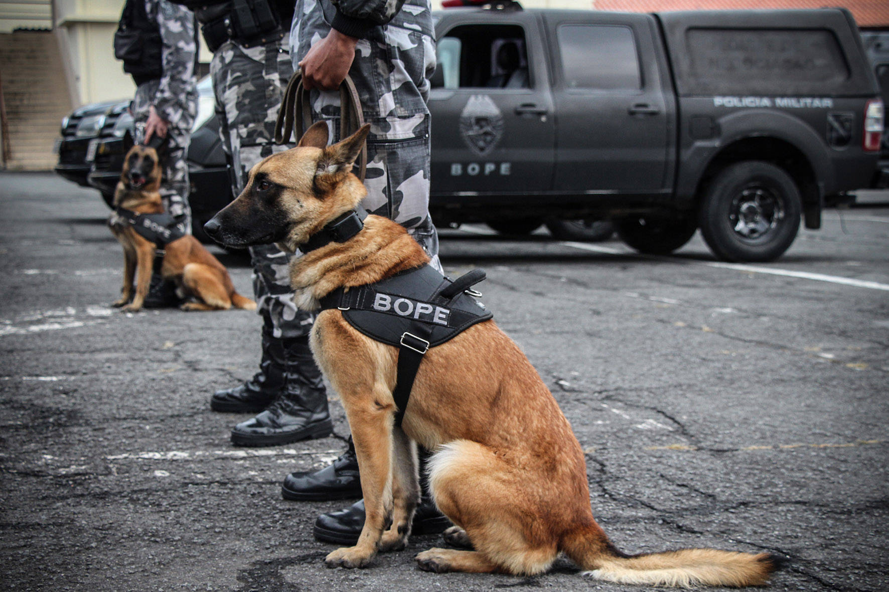 Apreensão de drogas com uso de cães da PM aumenta em quase 1.000% no Paraná