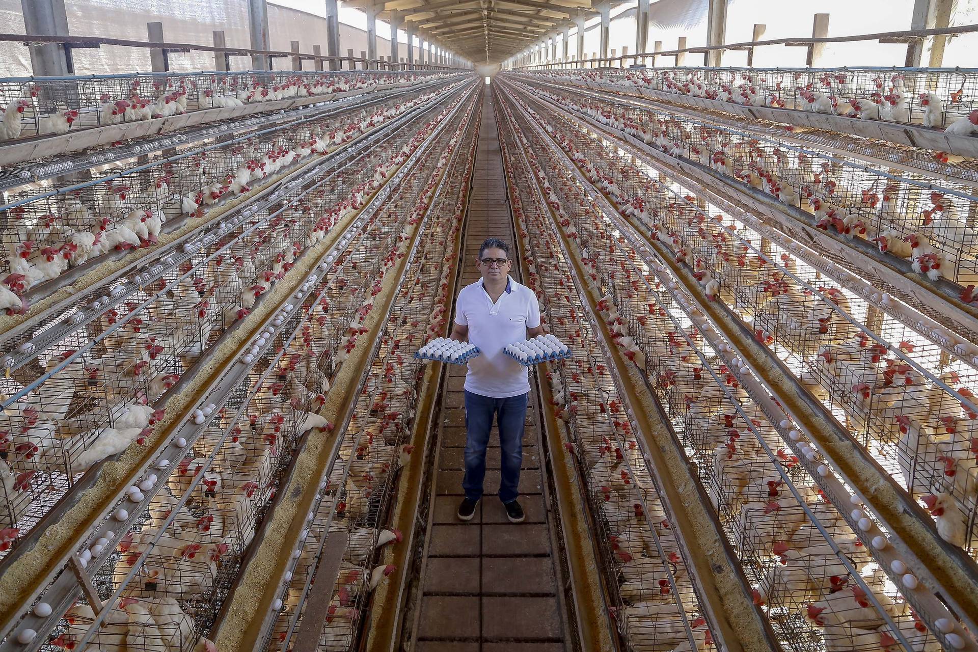 Com tradição e qualidade, Arapongas puxa a produção de ovos no Paraná