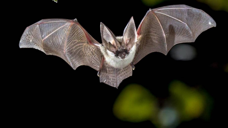 Vigilância Sanitária de Tibagi alerta sobre como agir com morcegos