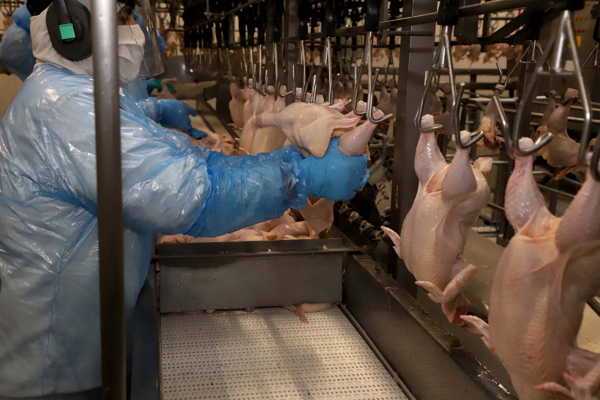 Maior do Brasil, Paraná produziu 1,5 milhão de toneladas de carne no primeiro trimestre