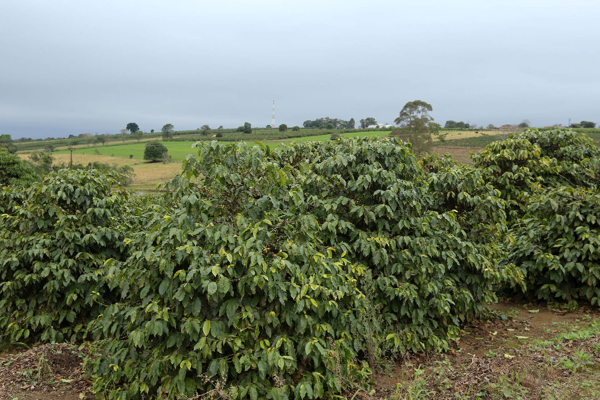 Estado emite alerta de geada para a região cafeeira do Paraná