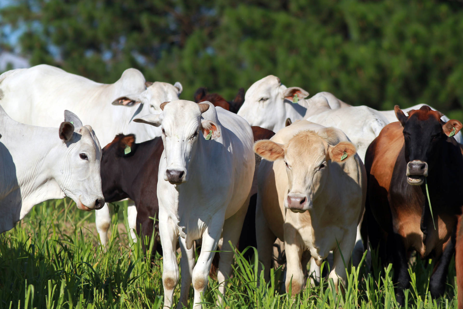 União de forças permitirá ao Paraná vencer no mercado de proteína de origem animal