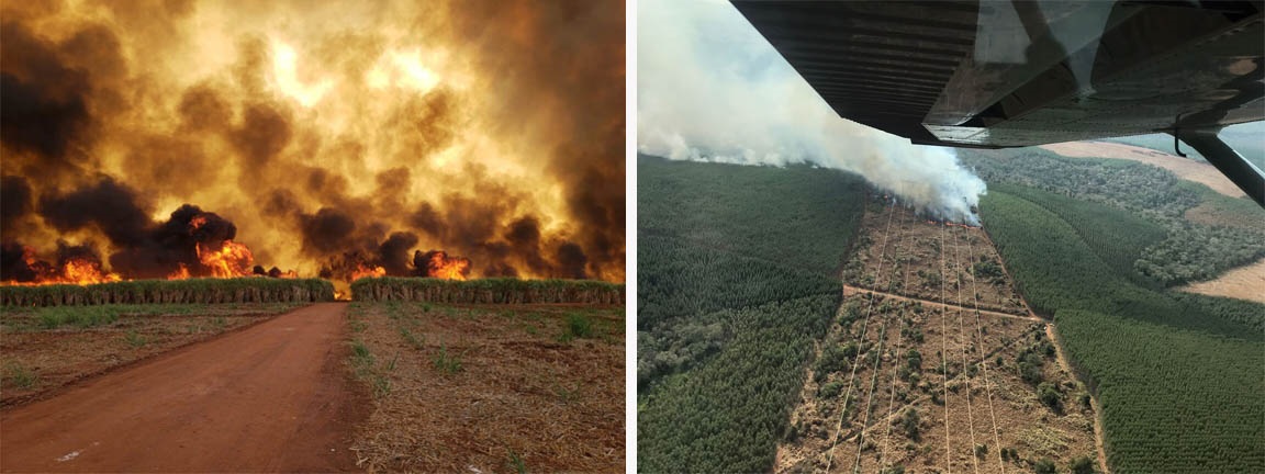 Incêndio em pinus é controlado em Curiúva; veja vídeos das chamas