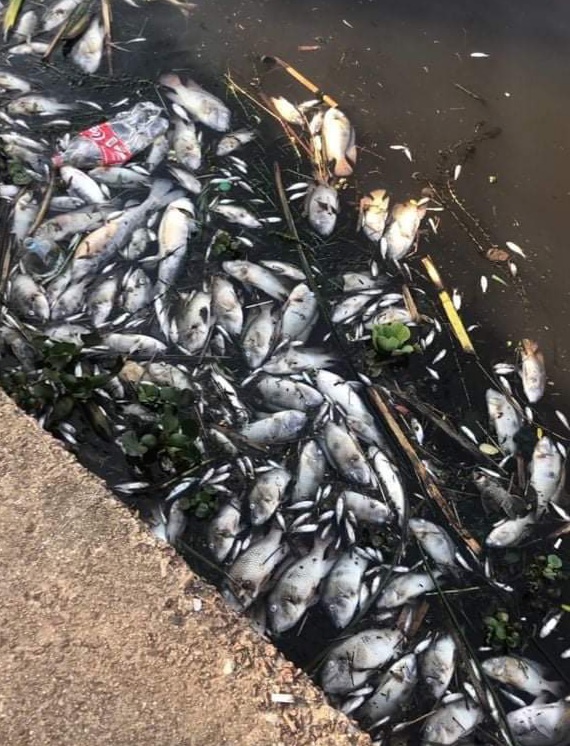 Contaminação da água deve ser a causa da morte de peixes no Rio Iapó