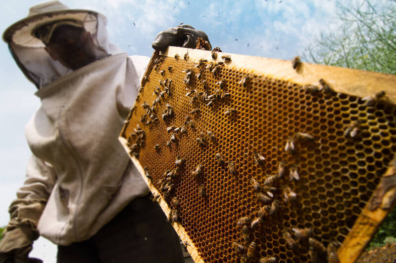 Curso gratuito de apicultura básica para produtores será realizada em Carambeí