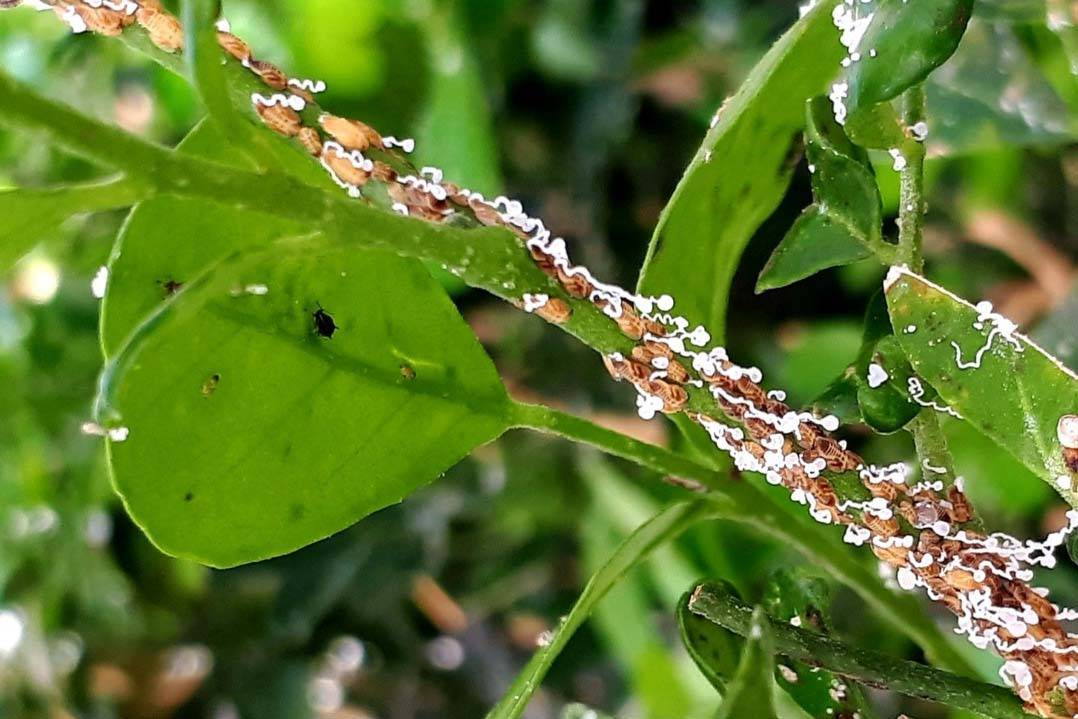 Com vespinhas, IDR-Paraná ajuda a controlar doença que afeta plantios de cítricos