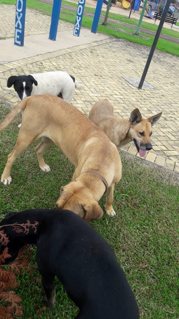 Carambeí assina convênio de R$150 mil para castrar cães e gatos