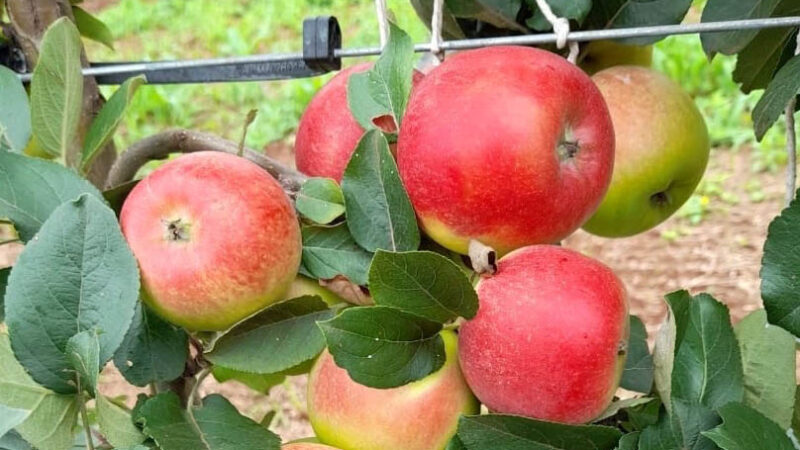 Novos métodos elaborados pelo IDR-Paraná podem aumentar a produção e qualidade de maçãs