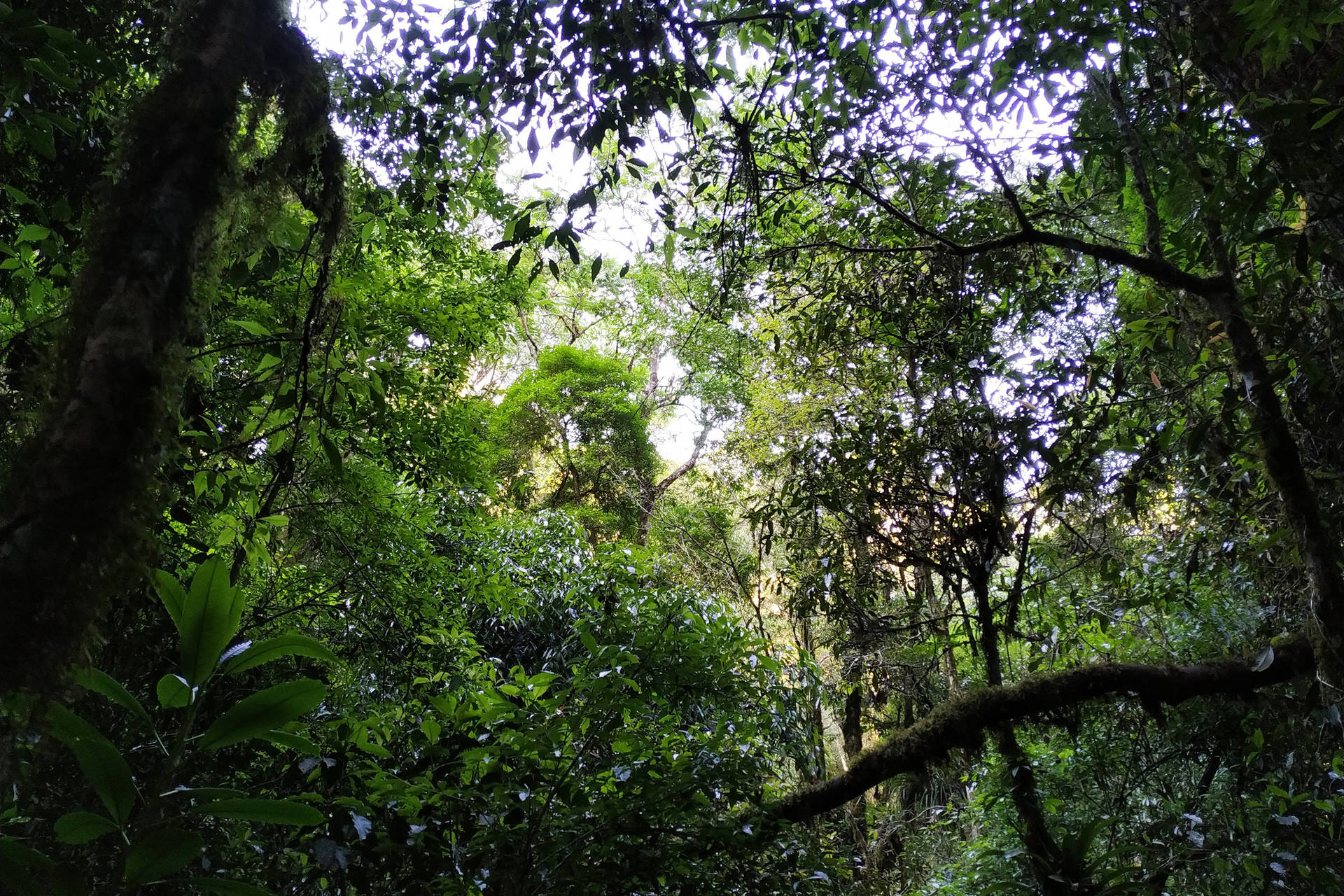 Paraná é o estado com maior transparência de dados sobre produtos florestais, aponta Ibama