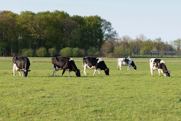 Profissionalização coloca o Paraná na primeira fila da corrida dos lácteos