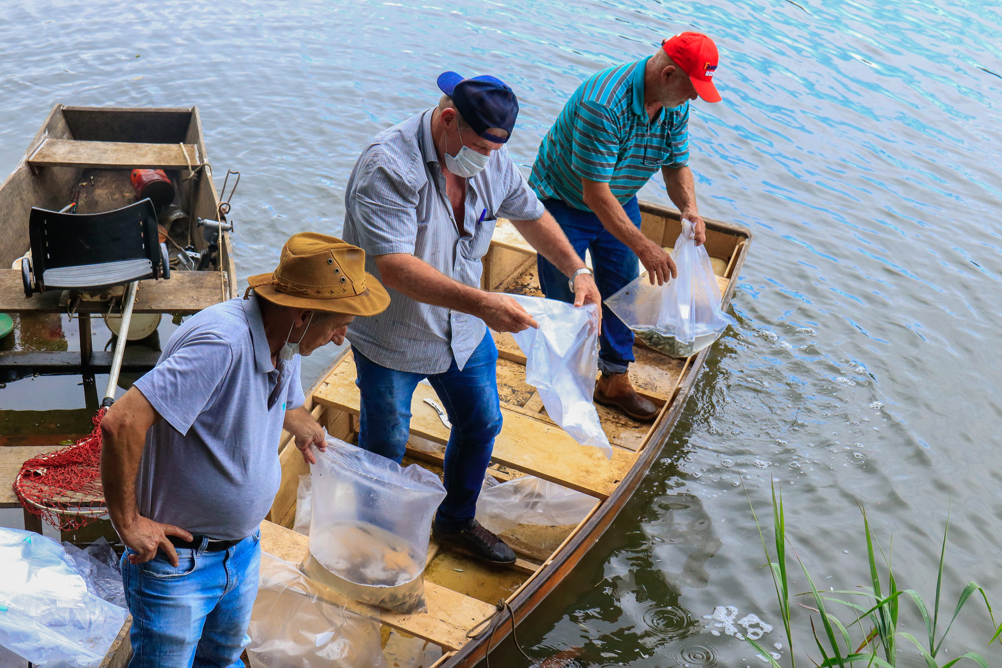 Secretaria de Agricultura solta mais de 20 mil peixes no Rio Tibagi