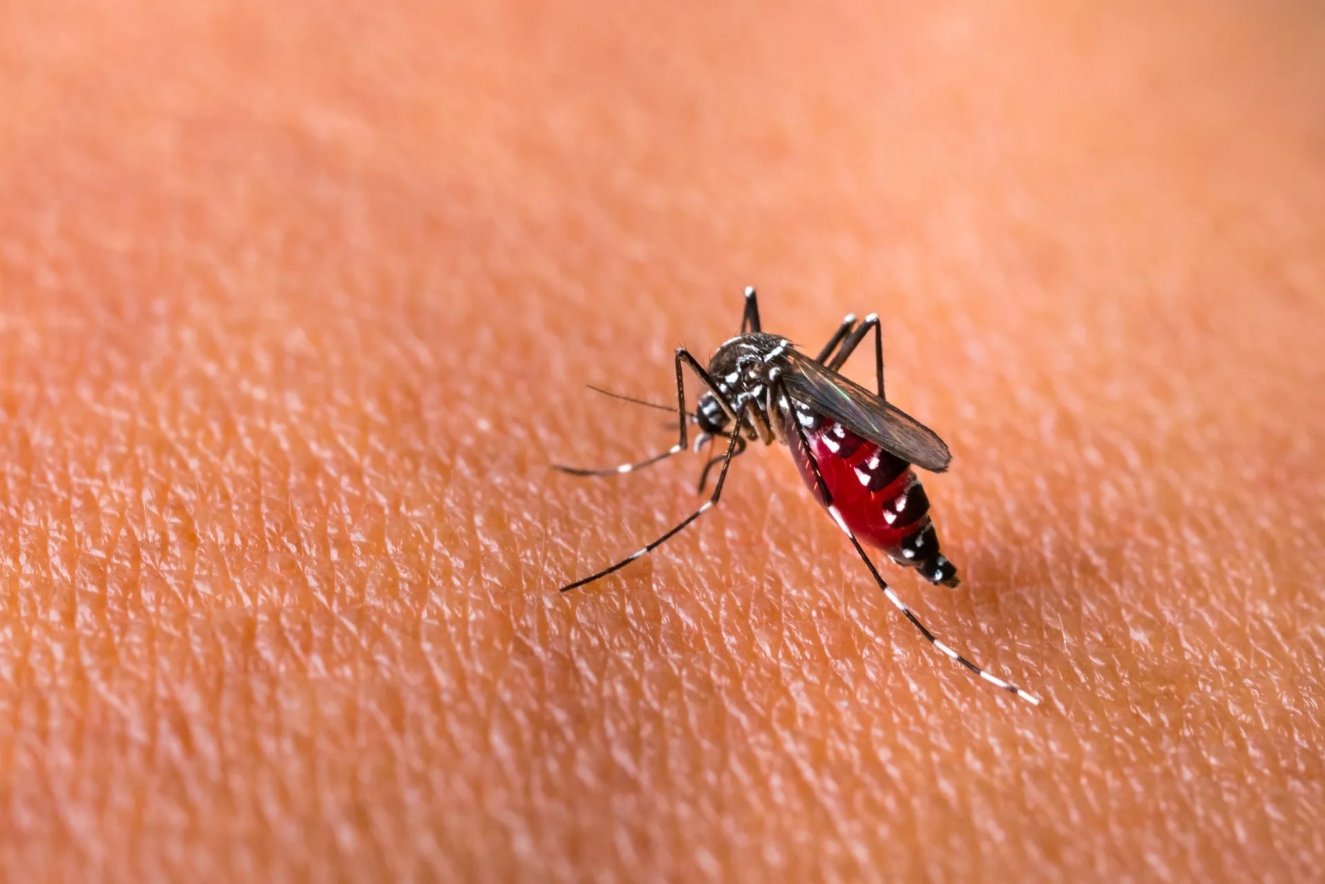 Dengue volta a preocupar: Verão é a estação mais propícia para o Aedes Aegypti